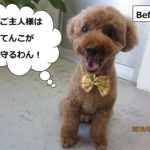 カット後笑顔トイプードル
