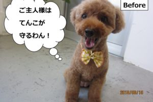 カット後笑顔トイプードル