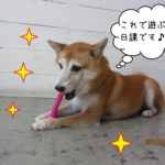 遊ぶキラキラ豆柴