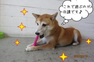 遊ぶキラキラ豆柴