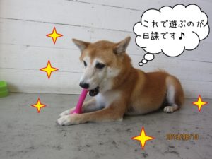 遊ぶキラキラ豆柴