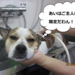 シャンプー目がとろーんミックス