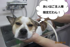 シャンプー目がとろーんミックス