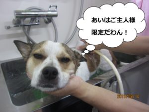 シャンプー目がとろーんミックス