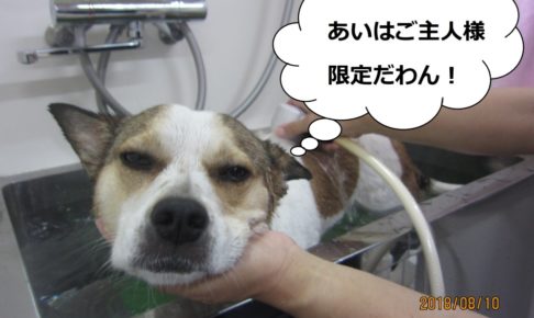 シャンプー目がとろーんミックス