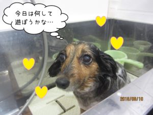 シャンプー中ミックス