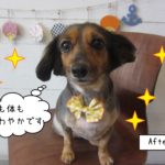 おめめぱっちりミックス