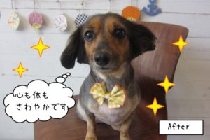 おめめぱっちりミックス