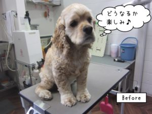 施術前コッカー