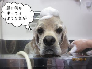 シャンプー中コッカー