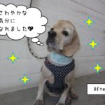 施術後水色バンダナコッカー