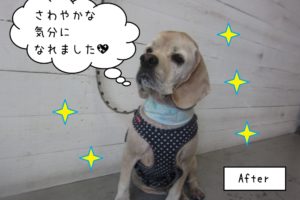 施術後水色バンダナコッカー