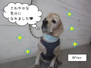 施術後水色バンダナコッカー