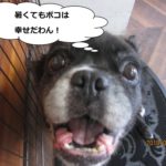 アップのミックス犬