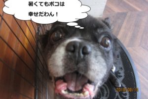 アップのミックス犬