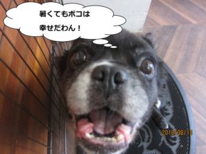 アップのミックス犬