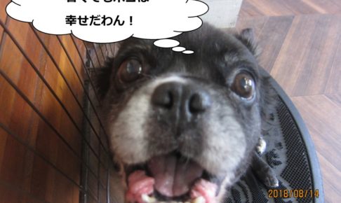 アップのミックス犬