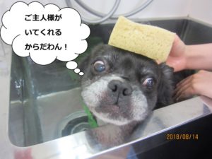 スパ中ミックス犬