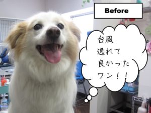 施術前ミックス