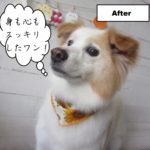 にっこりミックス