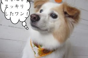 にっこりミックス