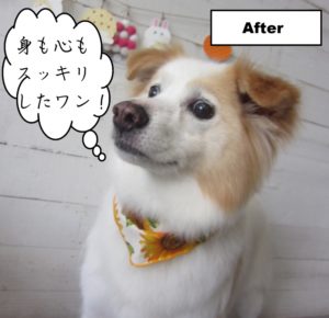 にっこりミックス