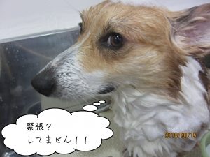 シャンプー中コーギー