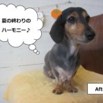 おすましミニチュアダックス