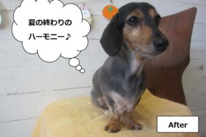 おすましミニチュアダックス