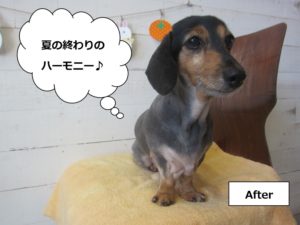 おすましミニチュアダックス