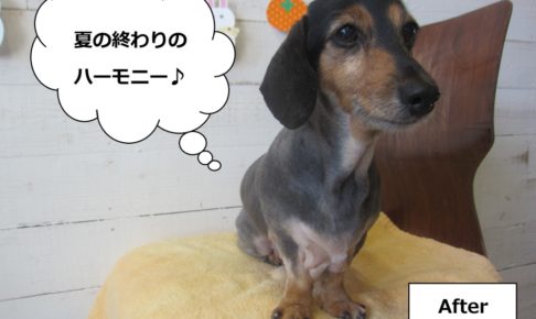 おすましミニチュアダックス