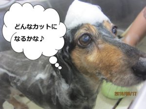 シャンプー中ミニチュアダックス