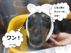 スパ中ミニチュアダックス