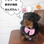 ミニチュアダックス横顔