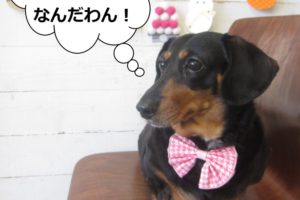 ミニチュアダックス横顔