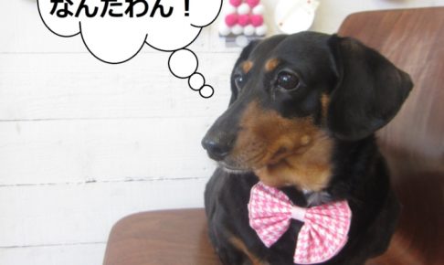 ミニチュアダックス横顔