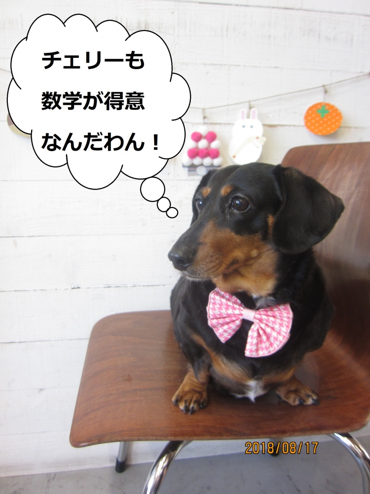 ミニチュアダックス横顔