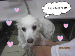 シャンプー中スピッツ白