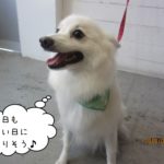 カモメバンダナ白スピッツ