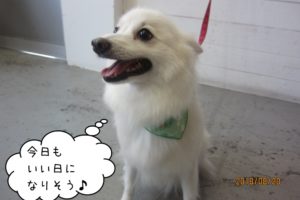 カモメバンダナ白スピッツ