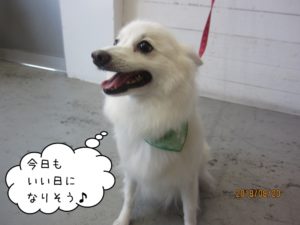 カモメバンダナ白スピッツ