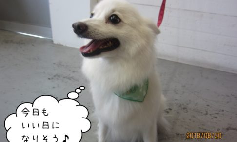 カモメバンダナ白スピッツ