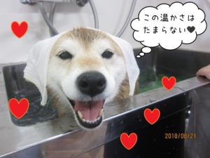 スパ中柴犬