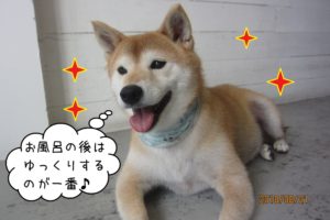 笑顔柴犬