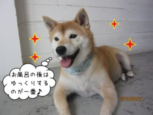 笑顔柴犬
