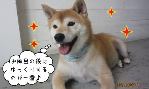 笑顔柴犬