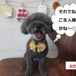 黄リボン笑顔トイプードル