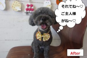 黄リボン笑顔トイプードル