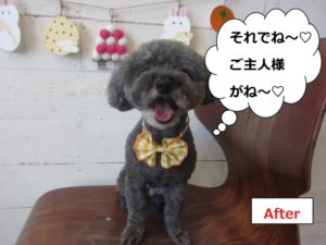 黄リボン笑顔トイプードル