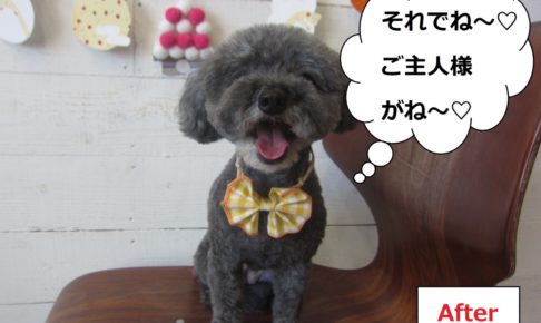 黄リボン笑顔トイプードル